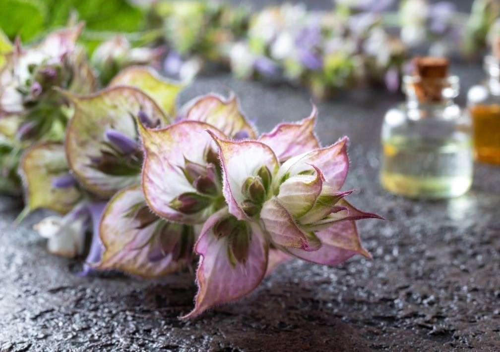 Planta de serlai iarba sfantului ion