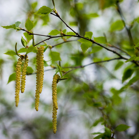 Muguri de mesteacan uscati