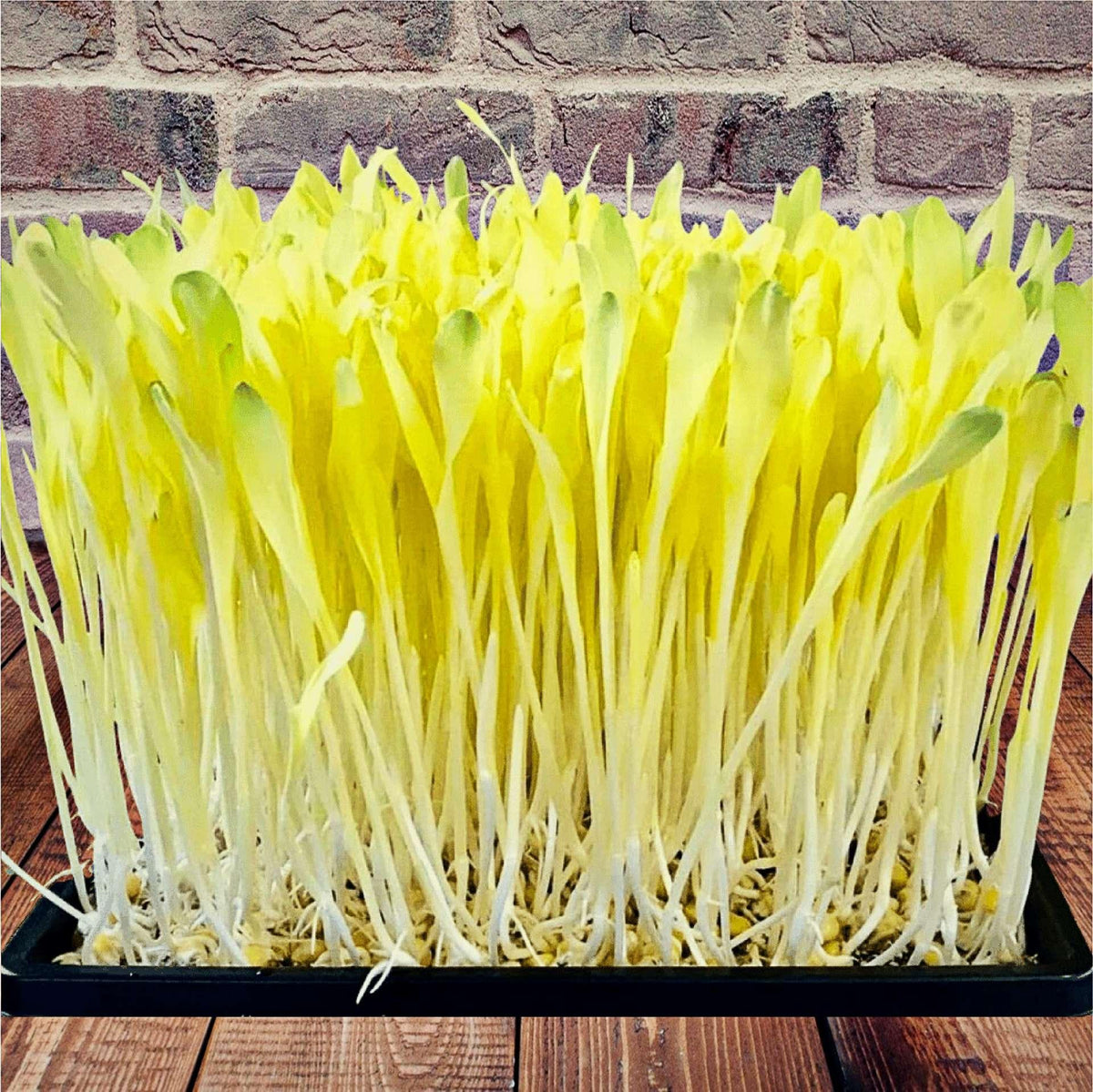 Seminte naturale de Popcorn pentru Microplante – Din Baragan