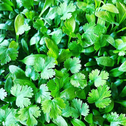 microplante de coriandru organic