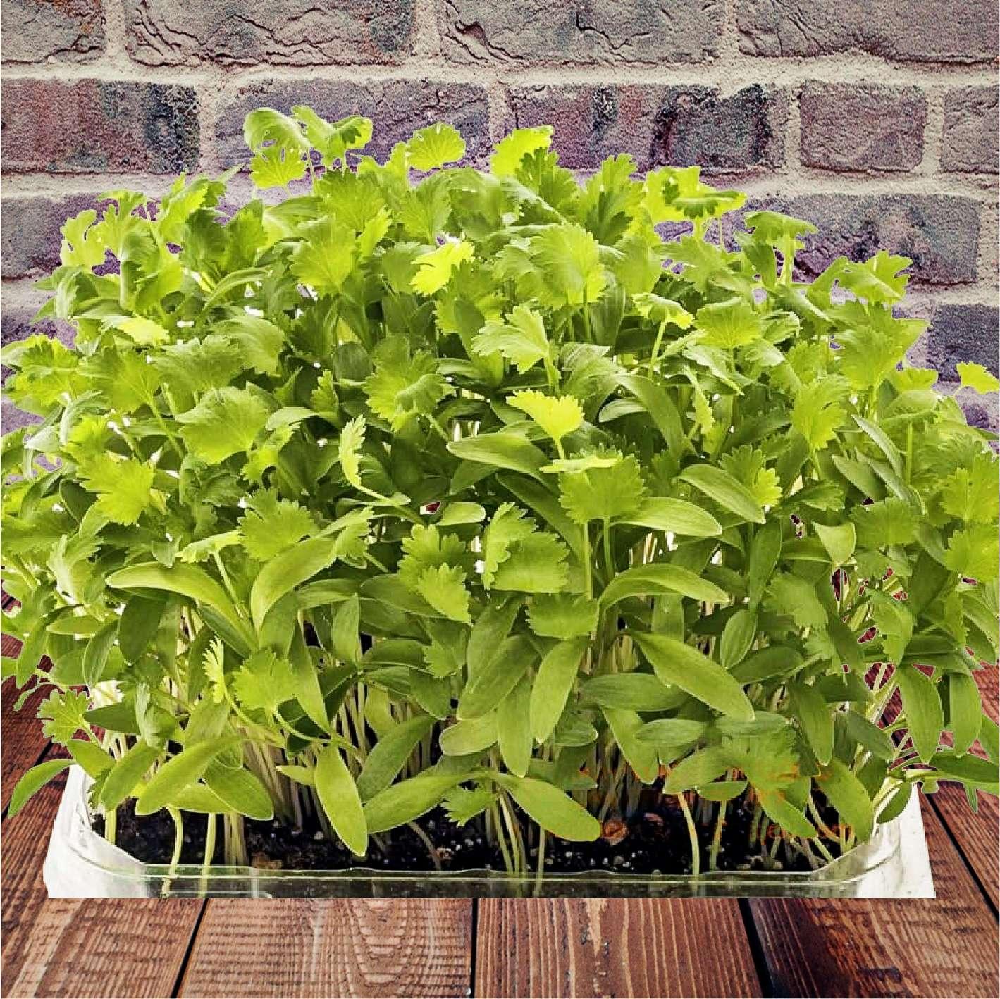 seminte microgreens coriandru