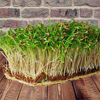 seminte fenicul microplante microgreens