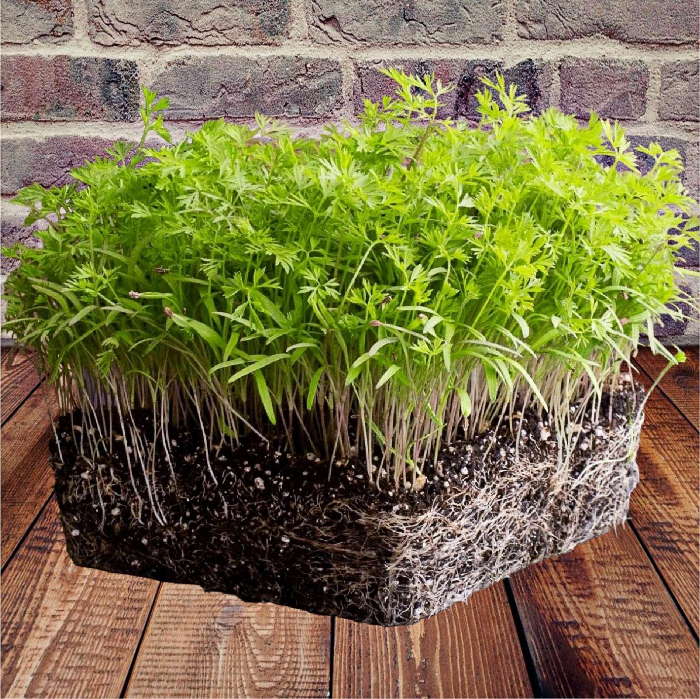 microplante microgreens germeni de marar